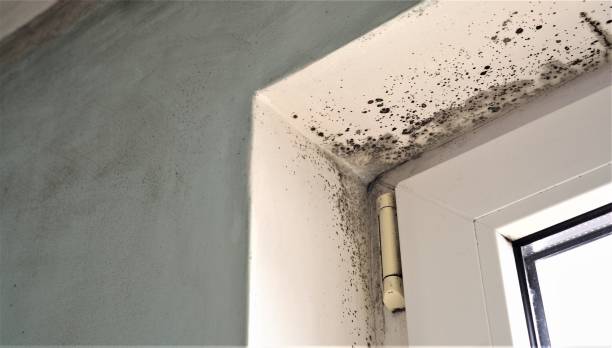 Best Mold Documentation for Insurance Claims  in Oakland City, IN